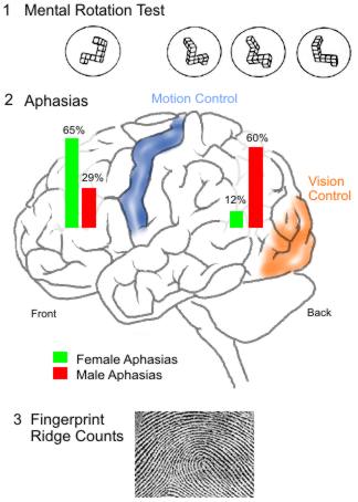sex differences in the brain