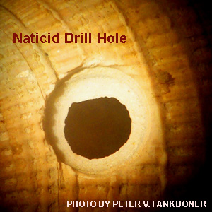 Hole drilled by moon snail