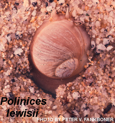 Moon Snail, polinices lewisii