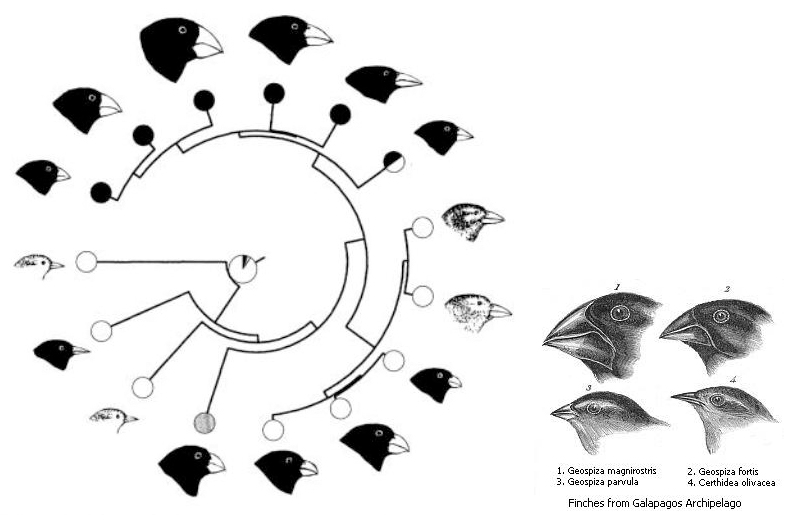 adaptive radiation