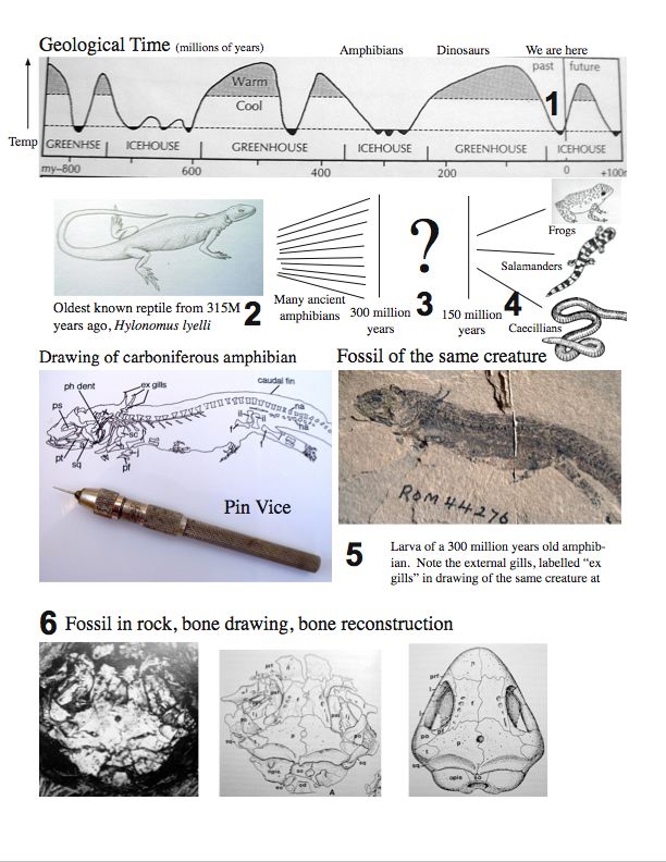 Geological time line, a paleontological problem and how paleontology is done. Click to enlarge.
