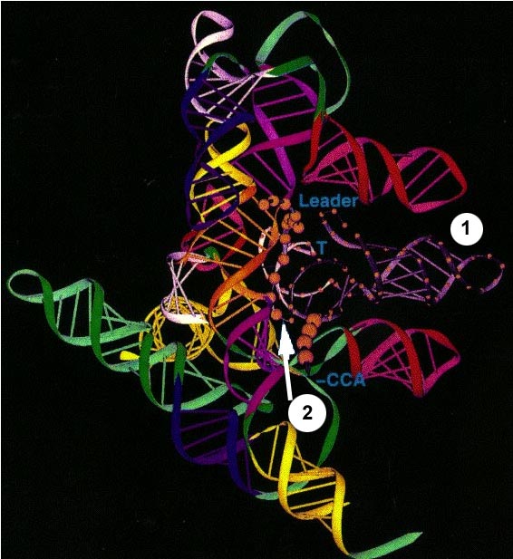 3D model of M1 RNA. Click to enlarge.