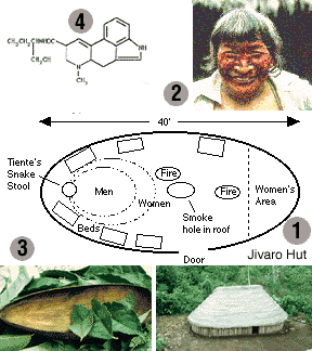 Achuar ethnobotany. Click to enlarge.