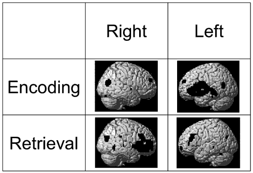 Encoding and retrieving memory. Click to enlarge.