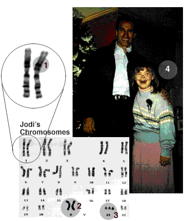 Human chromosomes. Click to enlarge.