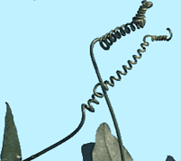 image of vine tendril showing counterclockwise coiling